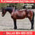 Horse ad