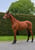 Horse ad