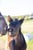 Horse ad