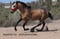 Horse ad