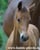 Annuncio cavallo