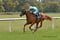 Horse ad