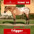 Annuncio cavallo