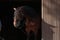 Annuncio cavallo
