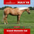Annuncio cavallo
