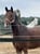 Horse ad