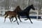 Horse ad