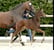 Annuncio cavallo
