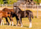 Horse ad