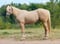Annuncio cavallo