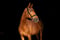 Anuncio de caballos