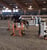 Horse ad