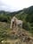 Annonce cheval