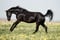 Horse ad
