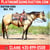 Annuncio cavallo