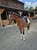 Horse ad
