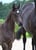 Annuncio cavallo
