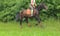 Horse ad