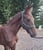Horse ad