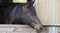 Horse ad