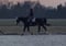 Annuncio cavallo