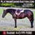 Horse ad