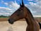 Horse ad