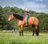 Annuncio cavallo