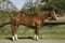 Horse ad
