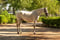 Annuncio cavallo