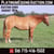 Annuncio cavallo