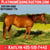 Horse ad