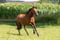 Annuncio cavallo