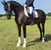 Annonce cheval