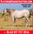 Horse ad