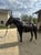 Horse ad