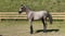 Annuncio cavallo