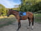 Annonce cheval