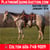 Annuncio cavallo