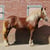 Annuncio cavallo