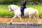 Horse ad