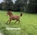Horse ad