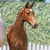 Horse ad