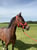 Paardadvertentie