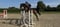Horse ad