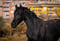 Horse ad