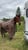 Horse ad