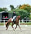 Horse ad