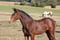 Horse ad