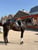 Anuncio de caballos
